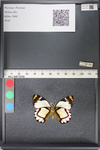 Media type: image;   Entomology 131710